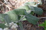 Pinewoods milkweed